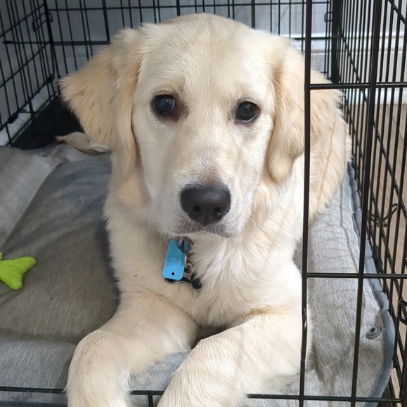 ✨🐾Pet friendly seller 🐾✨ - Picture 4 of 10